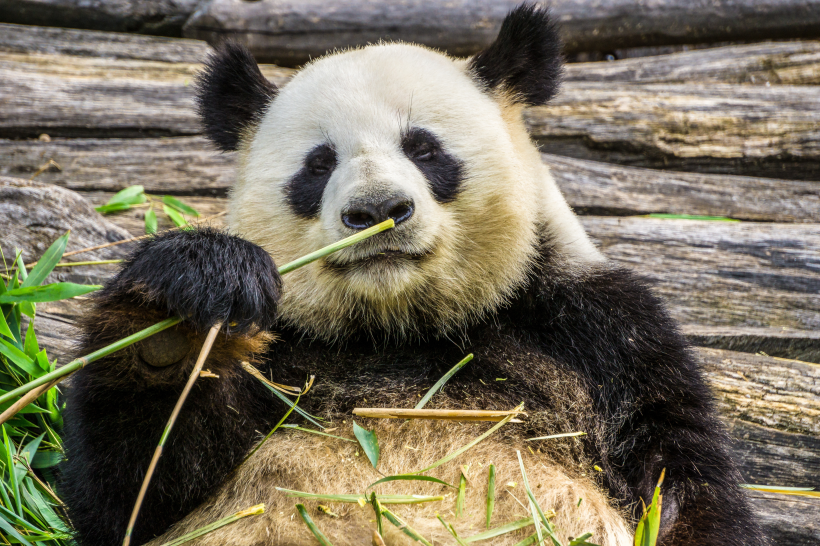 動物園裡的國寶大熊貓圖片