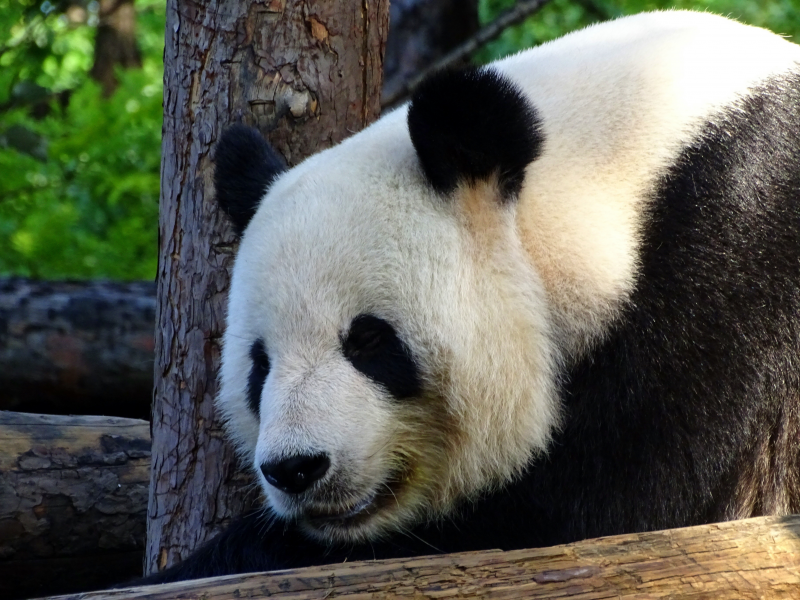 動物園裡的國寶大熊貓圖片