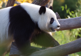 動物園裡的國寶大熊貓圖片