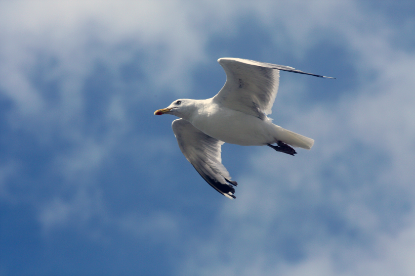展翅飛翔的海鷗圖片