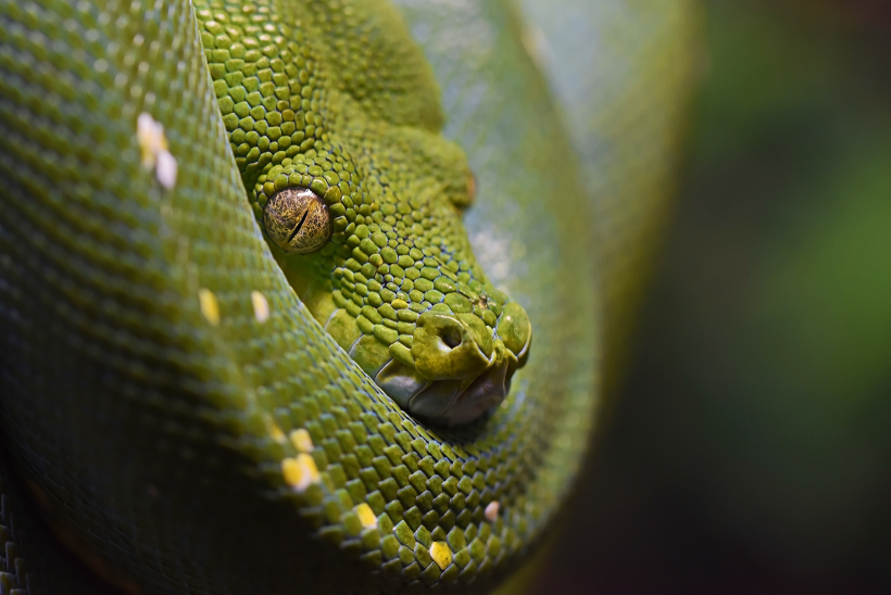 綠色的毒蛇圖片