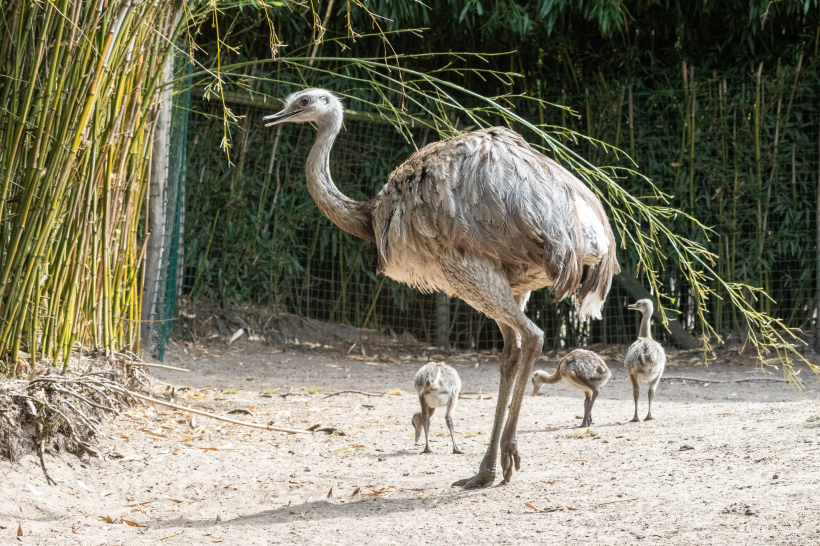 野生鴕鳥高清圖片