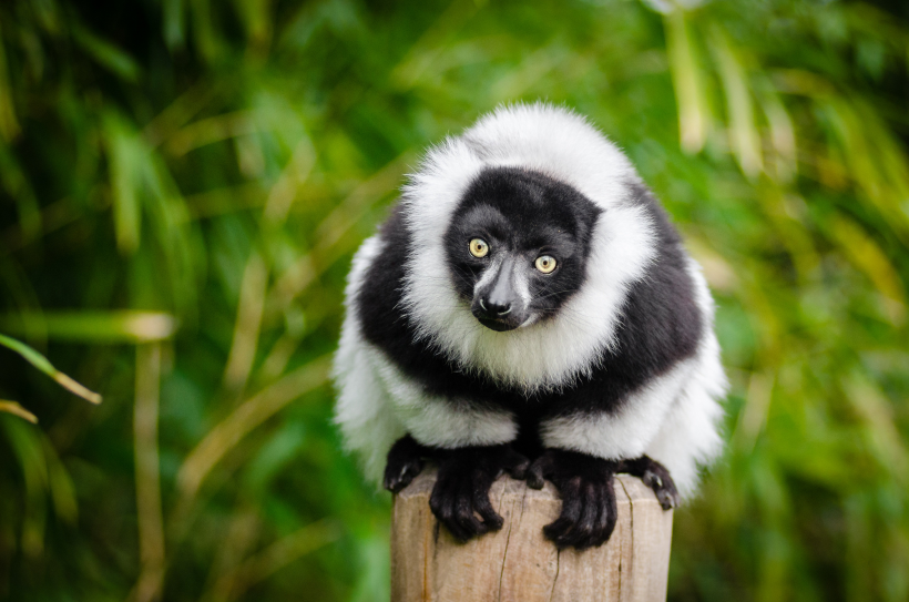 動物園裡的黑白領狐猴圖片