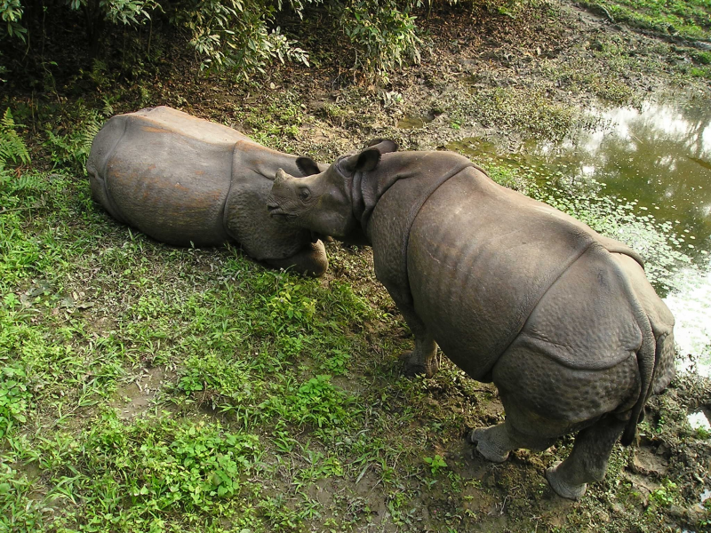兩頭野生犀牛高清圖片