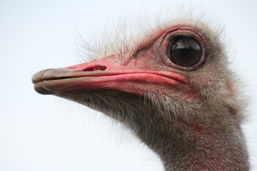 世界最大的鳥類鴕鳥圖片