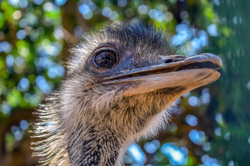 世界最大的鳥類鴕鳥圖片