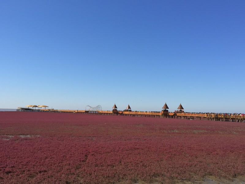 遼甯盤錦紅海灘風景圖片