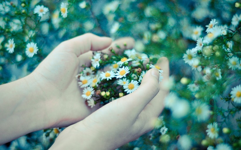 手捧着花、草莓、生日蛋糕等圖片