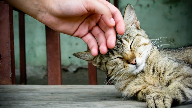 人與動物友好相處圖片