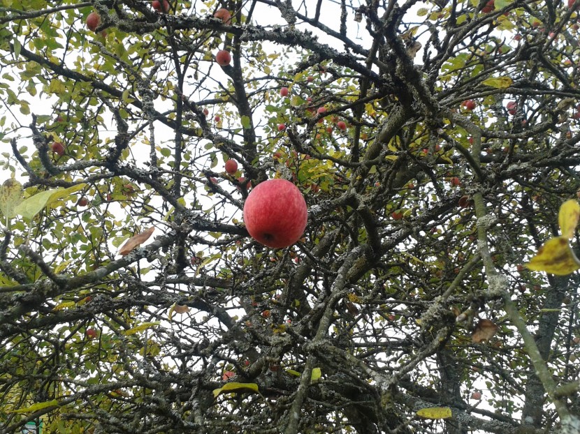 顔色漂亮的紅蘋果圖片