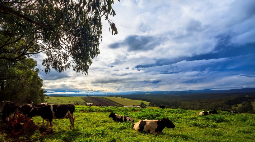 澳大利亞墨爾本郊外農場風景圖片