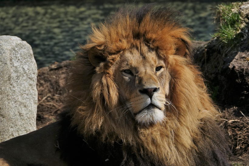 動物園裡的雄獅圖片