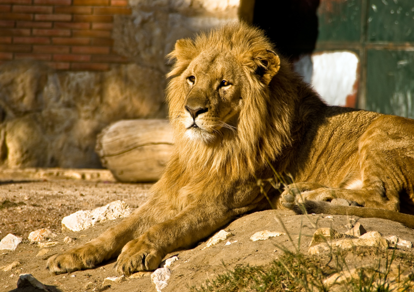 動物園裡的雄獅圖片