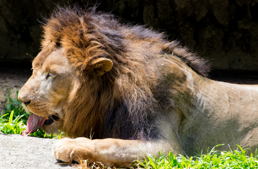 動物園裡的雄獅圖片