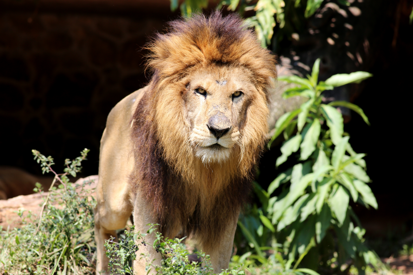 動物園裡的雄獅圖片