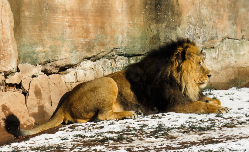 動物園裡的雄獅圖片