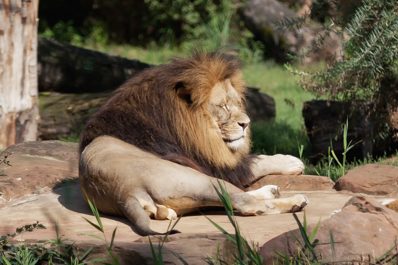 動物園裡的雄獅圖片