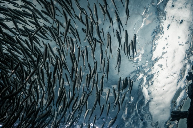 數量龐大的魚群圖片