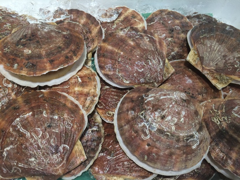 肉質鮮美的扇貝圖片