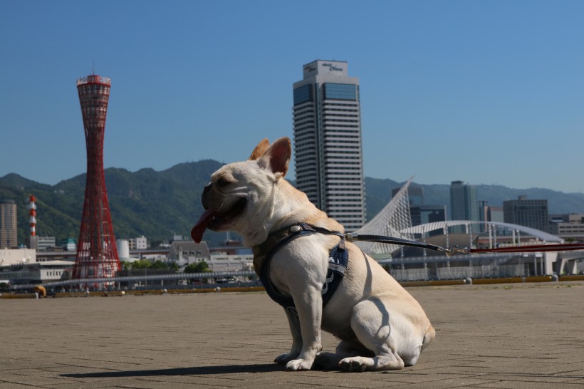 可愛的鬥牛犬圖片