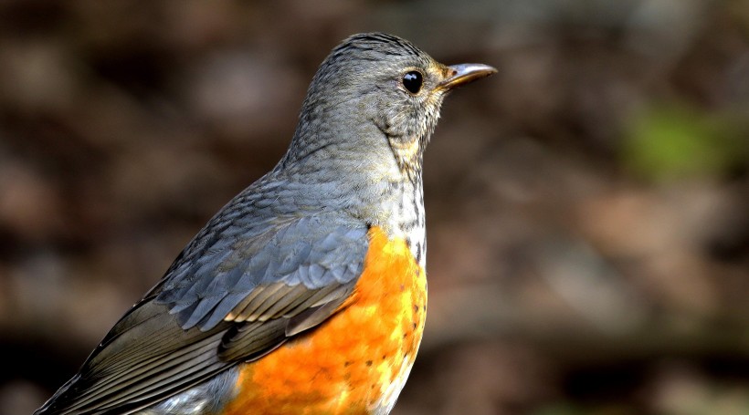 灰背鸫鳥類圖片