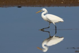 黃嘴白鹭鳥類圖片