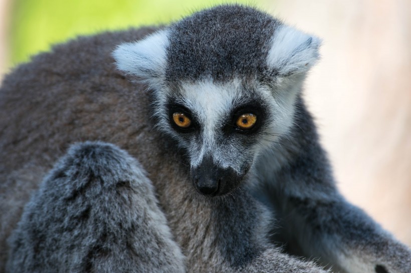 動物園裡的環尾狐猴圖片