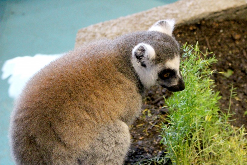 動物園裡的環尾狐猴圖片