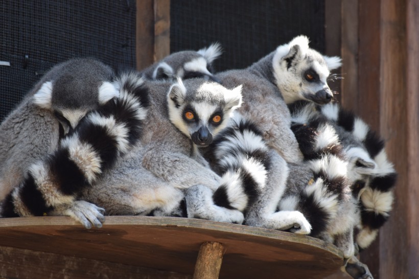 動物園裡的環尾狐猴圖片