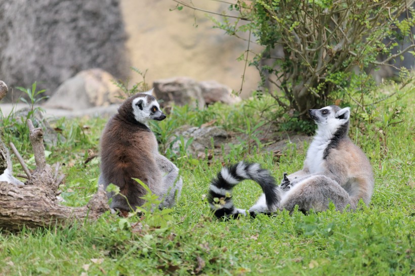 動物園裡的環尾狐猴圖片