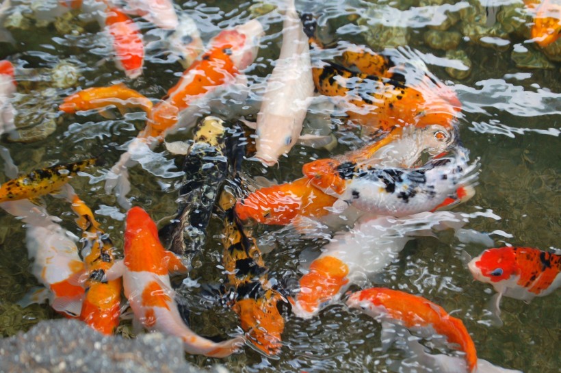 好看招财的錦鯉和金魚圖片