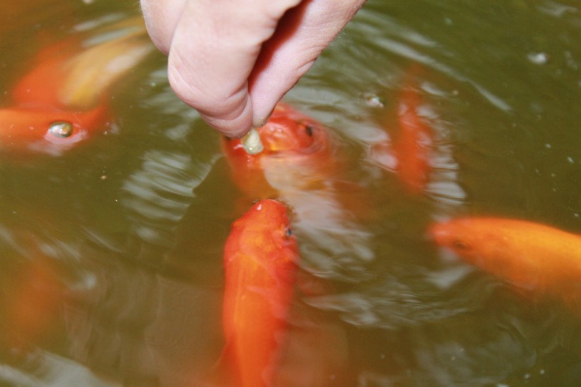 好看招财的錦鯉和金魚圖片