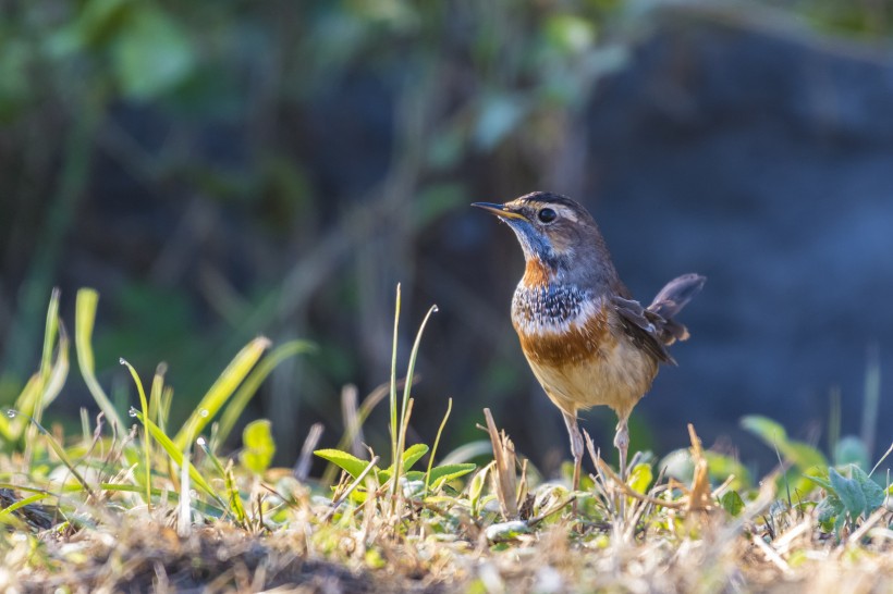 藍點颏鳥類圖片