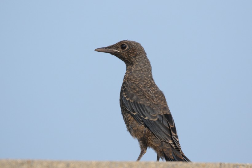 藍矶鸫鳥類圖片