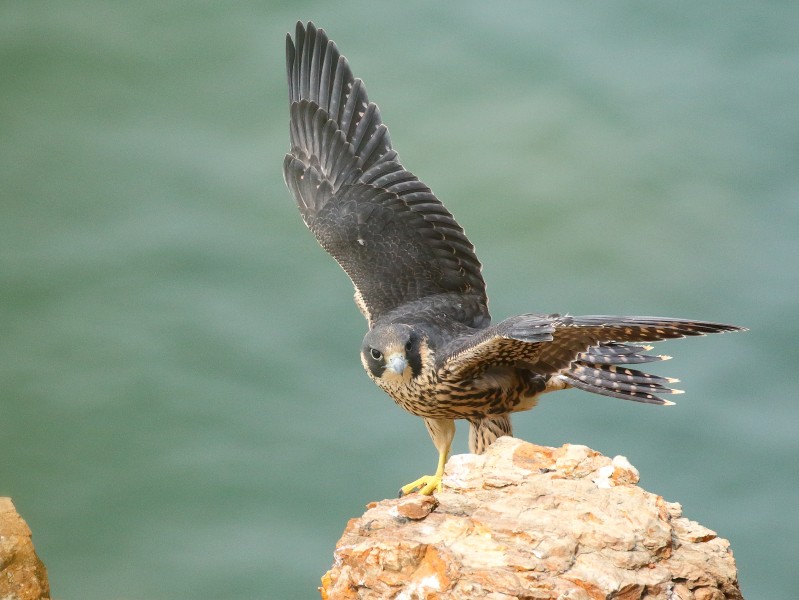 遊隼鳥類圖片