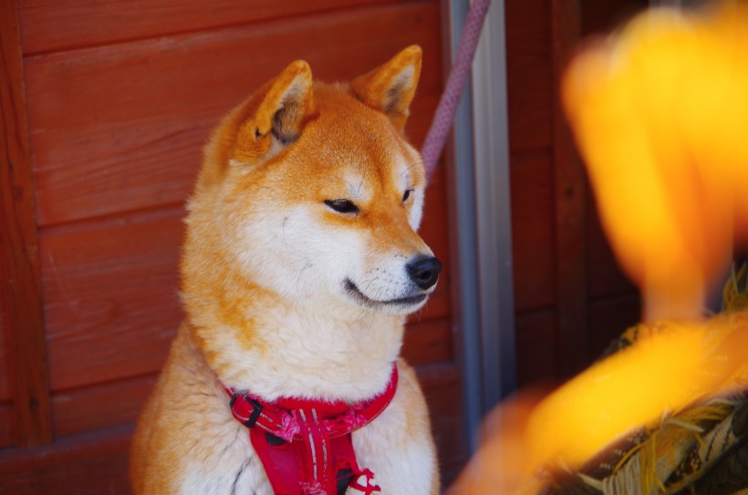 棕色毛發的柴犬圖片