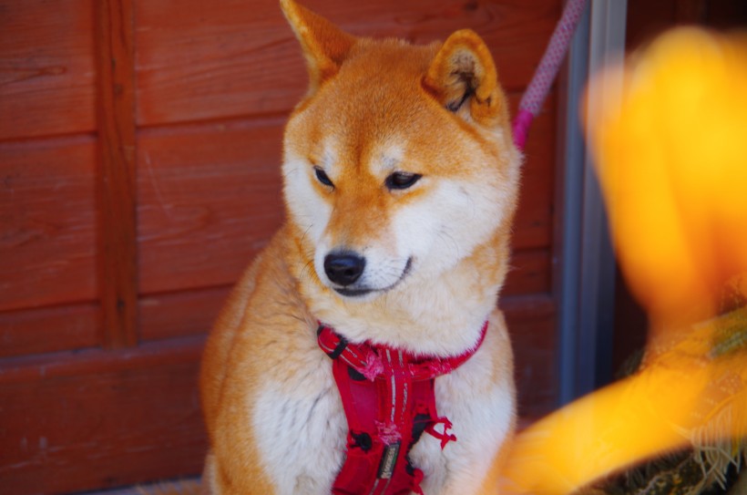 棕色毛發的柴犬圖片