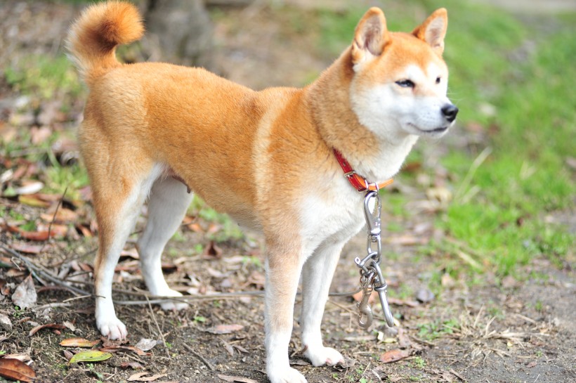 棕色毛發的柴犬圖片