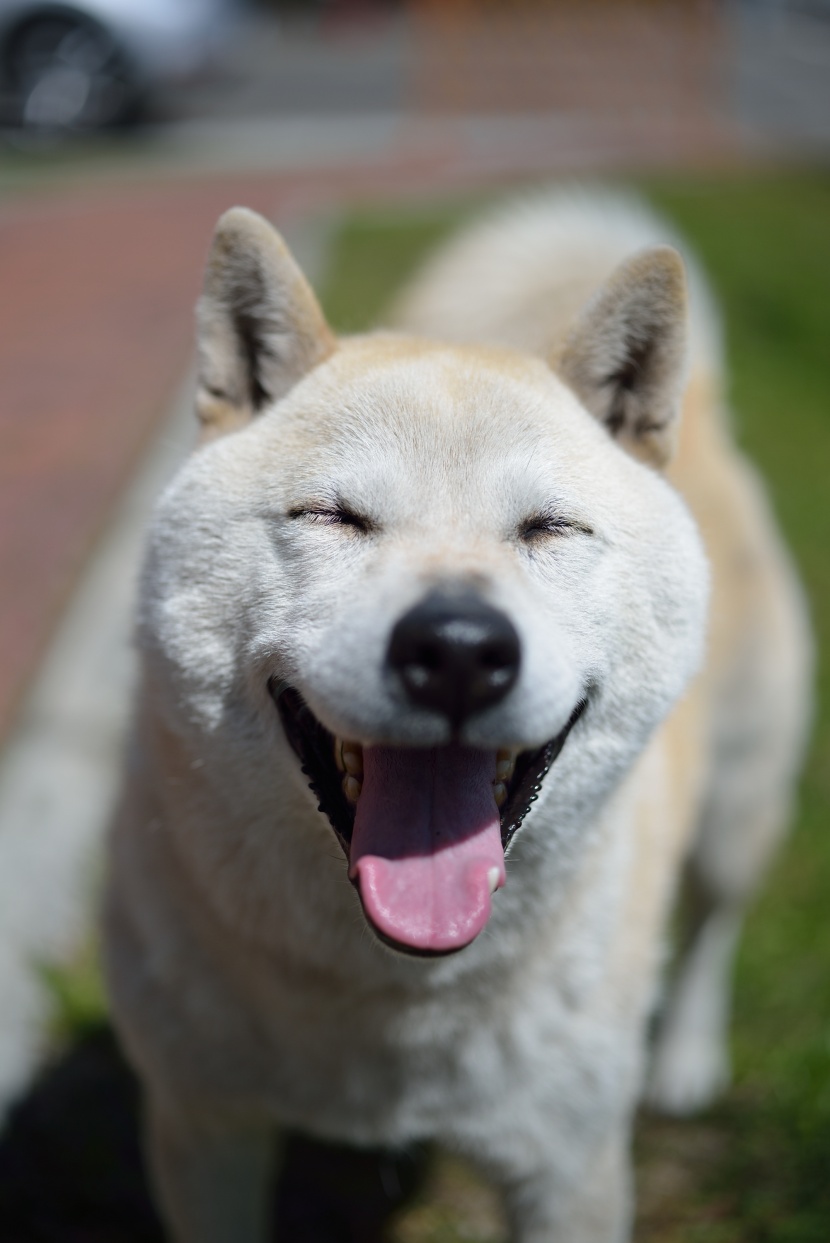 棕色毛發的柴犬圖片