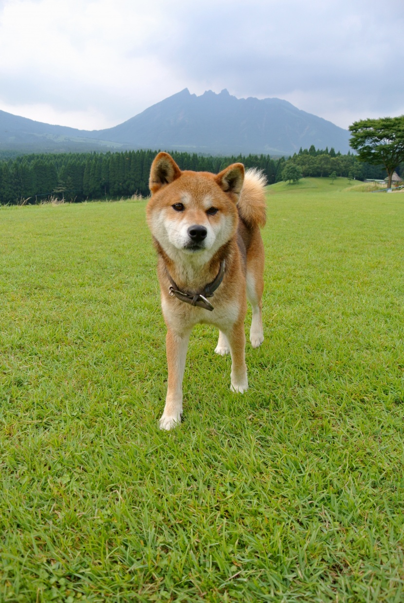 棕色毛發的柴犬圖片