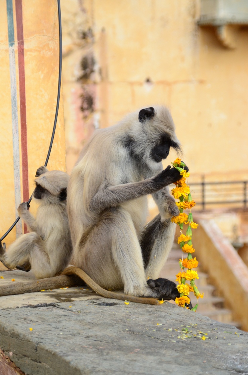 動物園裡的長臂猿圖片