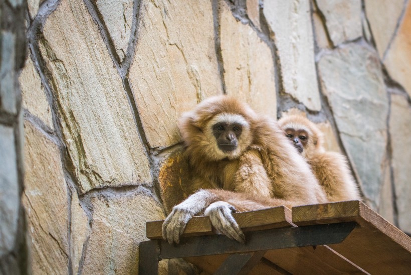 動物園裡的長臂猿圖片