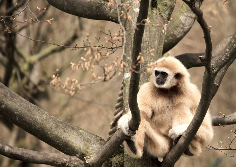 動物園裡的長臂猿圖片