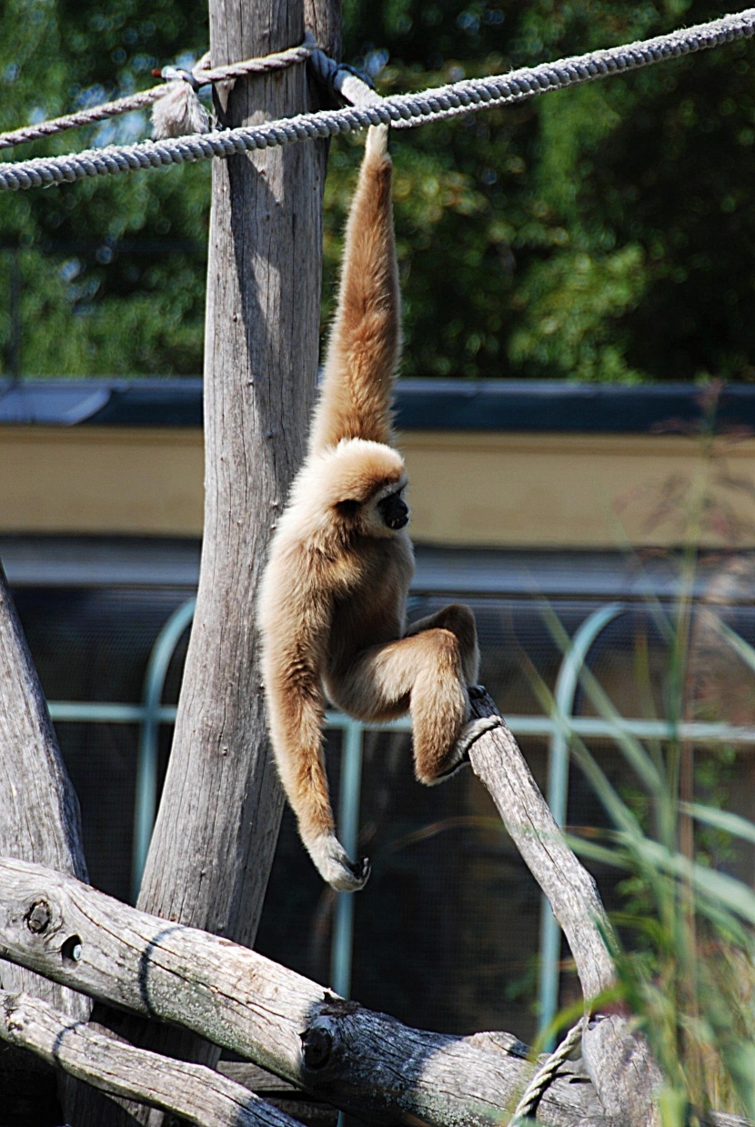 動物園裡的長臂猿圖片