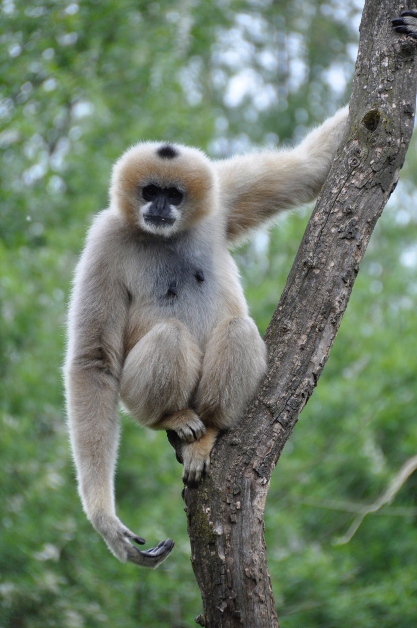 動物園裡的長臂猿圖片