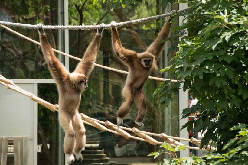 動物園裡的長臂猿圖片