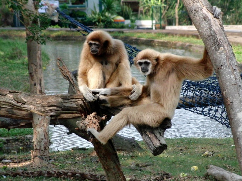 動物園裡的長臂猿圖片