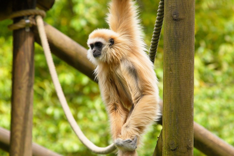 動物園裡的長臂猿圖片