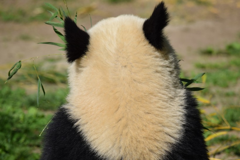 動物園裡的國寶大熊貓圖片