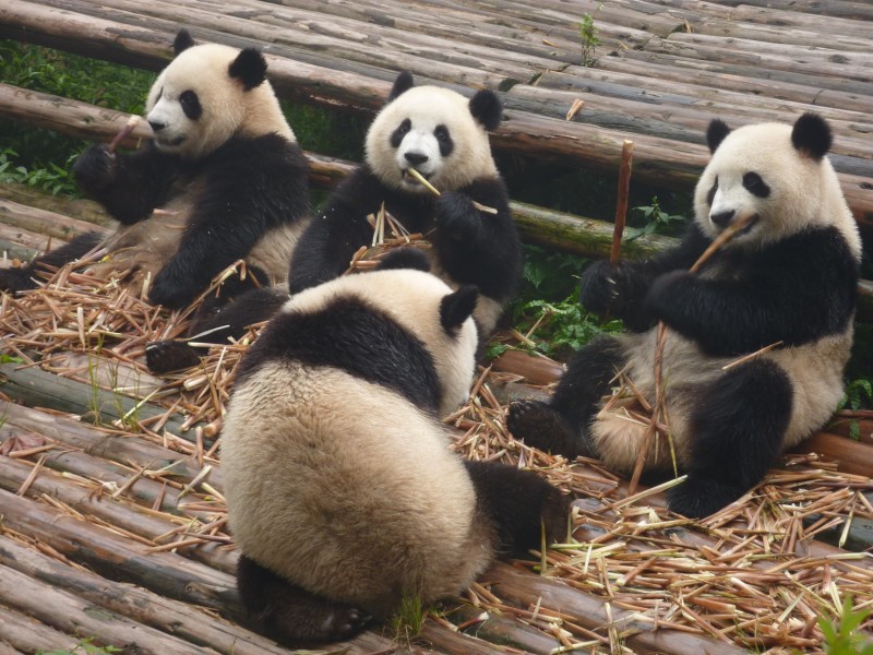 動物園裡的國寶大熊貓圖片